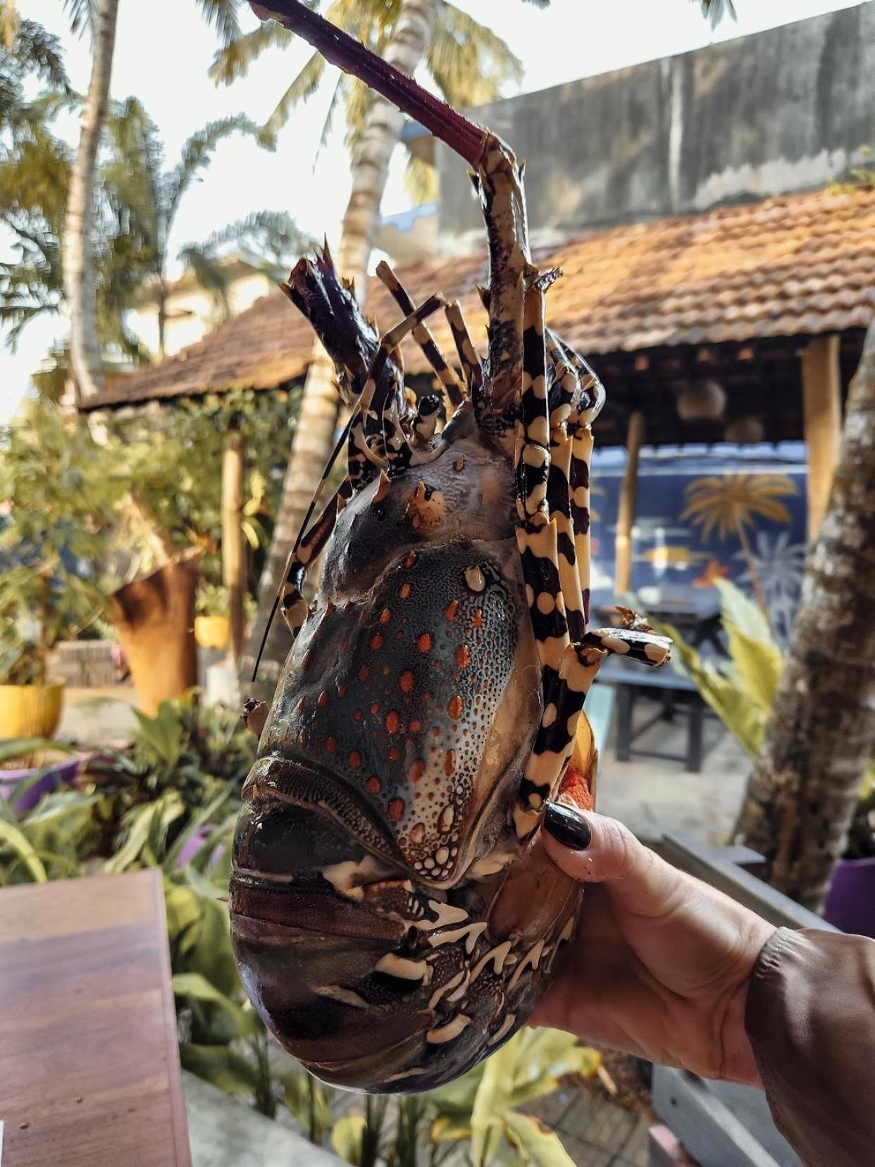 Daffodil Restaurant & Holiday Resort 乌纳瓦图纳 外观 照片